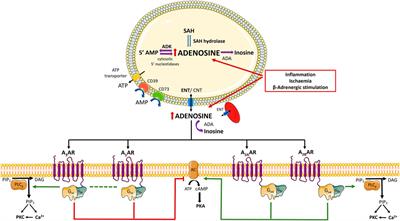 Adenosine Receptor Antagonists: Translating Medicinal Chemistry and  Pharmacology into Clinical Utility