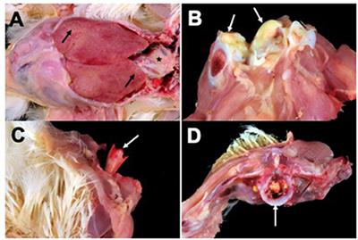  Frontiers | Genomic Characterization of a Nalidixic Acid-Resistant Salmonella Enteritidis Strain Causing Persistent Infections in Broiler Chickens | Veterinary Science 