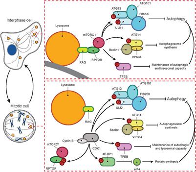 Frontiers They Might Cut It Lysosomes And Autophagy In Mitotic Progression Cell And Developmental Biology