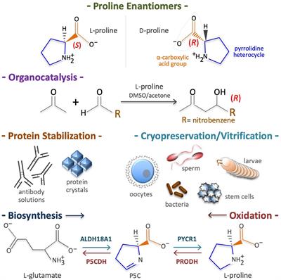 Frontiers The Multifaceted Roles Of Proline In Cell Behavior Cell And Developmental Biology