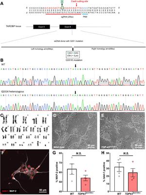 Frontiers Human Induced Pluripotent Stem Cell Derived Tdp 43 Mutant Neurons Exhibit Consistent Functional Phenotypes Across Multiple Gene Edited Lines Despite Transcriptomic And Splicing Discrepancies Cell And Developmental Biology Frontiers Human Induced Pluripotent Stem Cell Derived Tdp 43 Mutant Neurons Exhibit Consistent Functional Phenotypes Across Multiple Gene Edited Lines Despite Transcriptomic And Splicing Discrepancies Cell And Developmental Biology