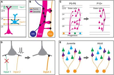 Synapse type-specific proteomic dissection identifies IgSF8 as a