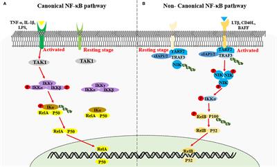 Cirugía de Transparente Frontiers | Interplay Between Non-Canonical NF-κB Signaling and Hepatitis B  Virus Infection