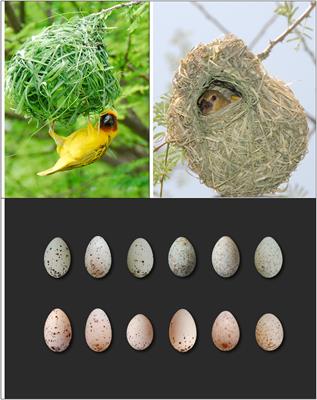 Frontiers  Analysis of Egg Variation and Foreign Egg Rejection in  Rüppell's Weaver (Ploceus galbula)