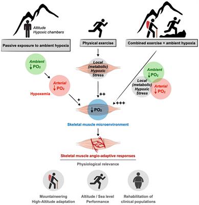 Frontiers | Altitude, Exercise, and Skeletal Muscle Angio-Adaptive ...