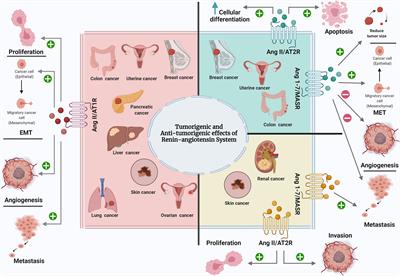 The Effect Of Local Renin Angiotensin System In The Common Types Of Cancer Endocrinology Frontiers