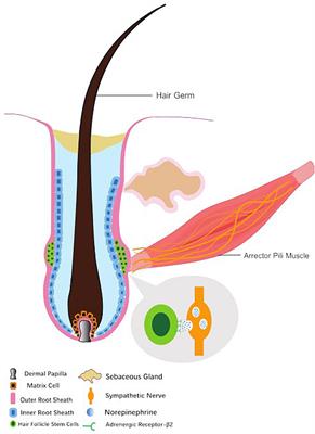 Frontiers | Recent Progress in the Understanding of the Effect of Sympathetic Nerves on Hair Follicle Growth Frontiers | Recent Progress in the Understanding of the Effect of Sympathetic Nerves on Hair Follicle Growth