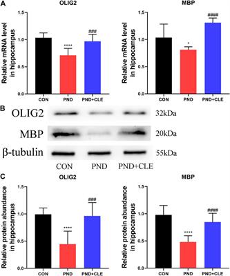 Frontiers Clemastine Ameliorates Perioperative Neurocognitive Disorder In Aged Mice Caused By Anesthesia And Surgery Pharmacology