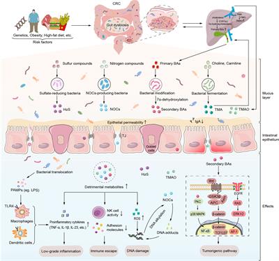 colon protect reactii adverse