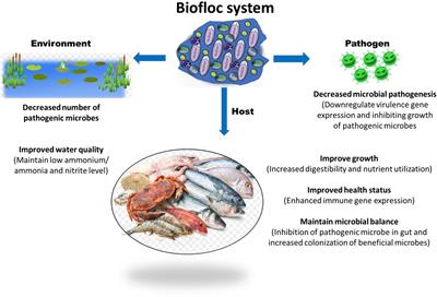 Frontiers  Biofloc Microbiome With Bioremediation and Health Benefits