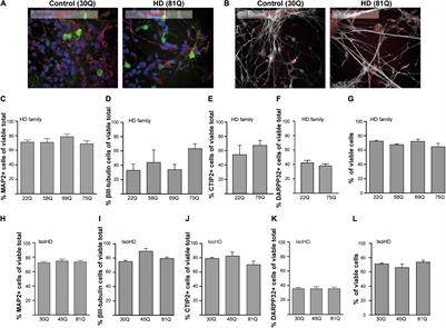 frontiersin.org - Mislocalization of Nucleocytoplasmic Transport Proteins in Human Huntington's Disease PSC-Derived Striatal Neurons