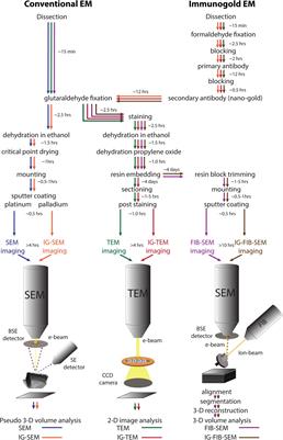 Frontiers | Electron Microscopy Techniques for Investigating Structure and  Composition of Hair-Cell Stereociliary Bundles