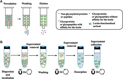 Qualitative and Quantitative Analyses for Protein Glycosylation