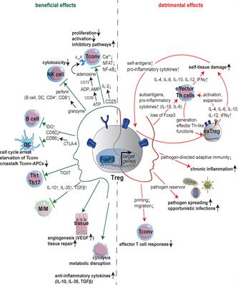 Frontiers Crosstalk Of Microorganisms And Immune Responses In Autoimmune Neuroinflammation A Focus On Regulatory T Cells Immunology