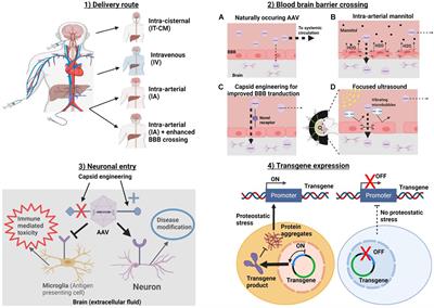 Frontiers | A Multifaceted Approach to Optimizing AAV Delivery Brain for the of Neurodegenerative Diseases | Neuroscience