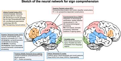 Hodological organization of spoken language production and singing in the  human brain