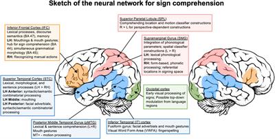 Evidence of an association between sign language phonological awareness and  word reading in deaf and hard-of-hearing children - ScienceDirect