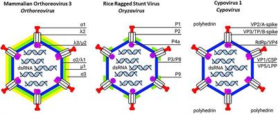 Frontiers Mechanisms Of Cell Entry By Dsrna Viruses Insights For Efficient Delivery Of Dsrna And Tools For Improved Rnai Based Pest Control