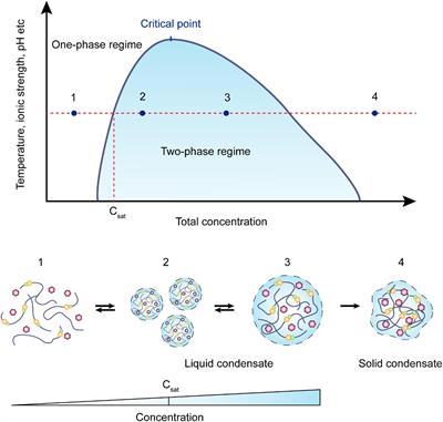 Frontiers | Liquid-Liquid Phase Separation: Unraveling the ...