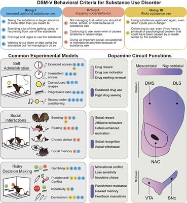 Dopamine Functions