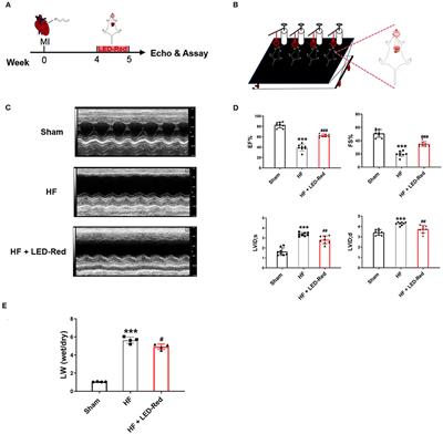 Frontiers | Light Emitting Diodes Photobiomodulation Improves Cardiac Function by Promoting ATP Synthesis in With Heart Failure