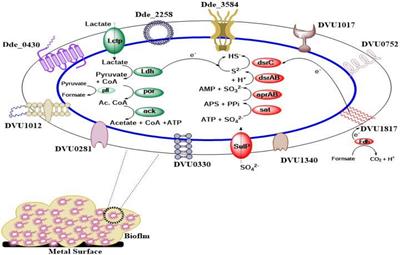 Gene Sets And Mechanisms Of Sulfate Reducing Bacteria Biofilm Formation And Quorum Sensing With Impact On Corrosion Microbiology Frontiers