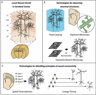 Frontiers  New insights on single-neuron selectivity in the era