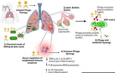 Frontiers Prospects Of Inhaled Phage Therapy For Combatting Pulmonary Infections Cellular And Infection Microbiology