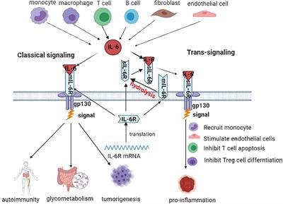 Frontiers | IL-6/STAT3 Is a Promising Therapeutic Target for ...