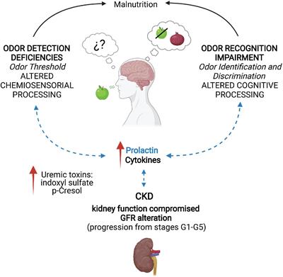 Frontiers  The interplay between prolactin and cardiovascular disease