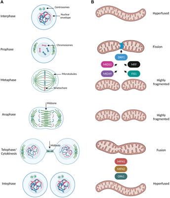 Frontiers | The Multifaceted Regulation Of Mitochondrial Dynamics During  Mitosis | Cell And Developmental Biology Frontiers | The Multifaceted Regulation Of Mitochondrial Dynamics During  Mitosis | Cell And Developmental Biology