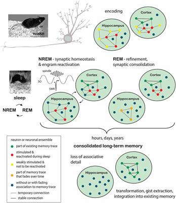 Frontiers  Cellular and Molecular Mechanisms of REM Sleep Homeostatic  Drive: A Plausible Component for Behavioral Plasticity