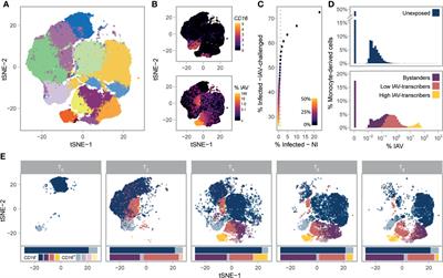 Frontiers  Single-cell detection of primary transcripts, their