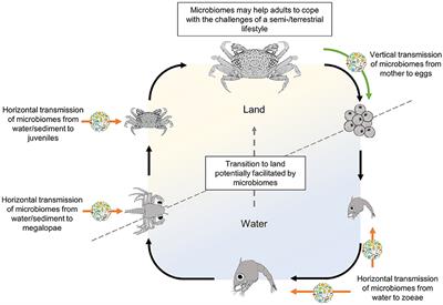 Frontiers | The Importance of Larval Stages for Considering Crab Microbiomes as a Paradigm for the Evolution of Terrestrialization Frontiers | The Importance of Larval Stages for Considering Crab Microbiomes as a Paradigm for the Evolution of Terrestrialization