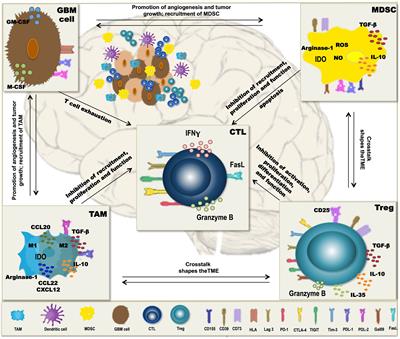 Frontiers Dendritic Cell Vaccination Of Glioblastoma Road To Success Or Dead End Immunology