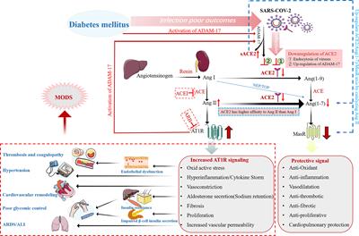 Hírek | Endo-ERN | European Reference Network on Rare Endocrine Conditions | Oldal 6