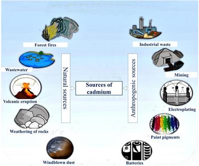 Frontiers | Cadmium Phytotoxicity, Tolerance, and Advanced Remediation  Approaches in Agricultural Soils; A Comprehensive Review
