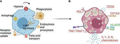 Frontiers | Foam Cell Macrophages in Tuberculosis