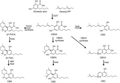 Frontiers  Minor Cannabinoids: Biosynthesis, Molecular Pharmacology and  Potential Therapeutic Uses