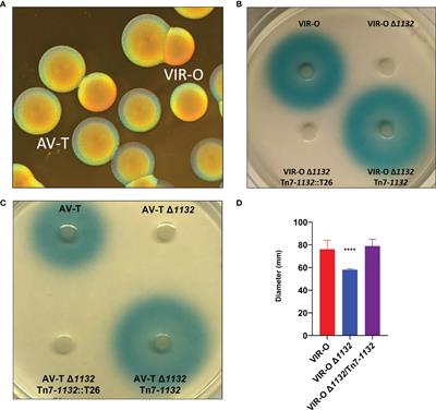 Frontiers A Lysr Type Transcriptional Regulator Controls Multiple Phenotypes In Acinetobacter Baumannii Cellular And Infection Microbiology