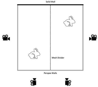 Using the facial grimace scale to evaluate rabbit wellness in post
