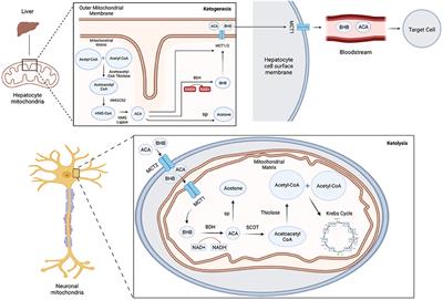 Baszucki Brain Research Fund Backs First Clinical Pilot Trials of Ketogenic  Metabolic Interventions for Mental Health Conditions in Nearly 60 Years