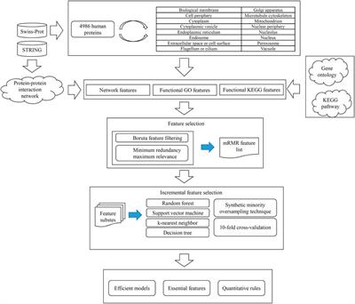 Frontiers | Predicting Human Protein Subcellular Locations By Using A  Combination Of Network And Function Features | Genetics Frontiers | Predicting Human Protein Subcellular Locations By Using A  Combination Of Network And Function Features | Genetics
