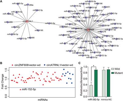 CircATRNL1 activates Smad4 signaling to inhibit angiogenesis and