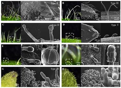 Trichome on leaf of Arabidopsis thaliana  Scanning electron microscopy,  Microscopy, Electron microscope