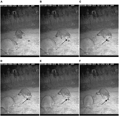 Frontiers What Are the Primary Cues Used by Mammalian Predators to Locate Freshwater Turtle Nests? A Critical Review of the Evidence