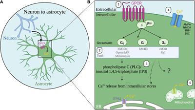 Multiple forms of working memory emerge from synapse–astrocyte interactions  in a neuron–glia network model