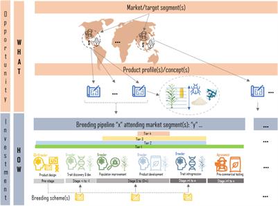 Frontiers | Breeding Schemes: What Are They, How to Formalize Them, and How to Improve Them? Frontiers | Breeding Schemes: What Are They, How to Formalize Them, and How to Improve Them?
