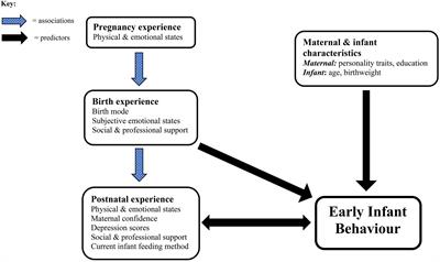 Pregnancy, Postpartum, and Baby 0-6 month Recap