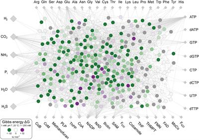 Frontiers Energy At Origins Favorable Thermodynamics Of Biosynthetic Reactions In The Last Universal Common Ancestor Luca Microbiology